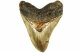 Serrated, Fossil Indonesian Megalodon Tooth - Killer Tooth #214775-1